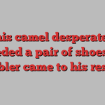 This camel desperately needed a pair of shoes. A cobbler came to his rescue