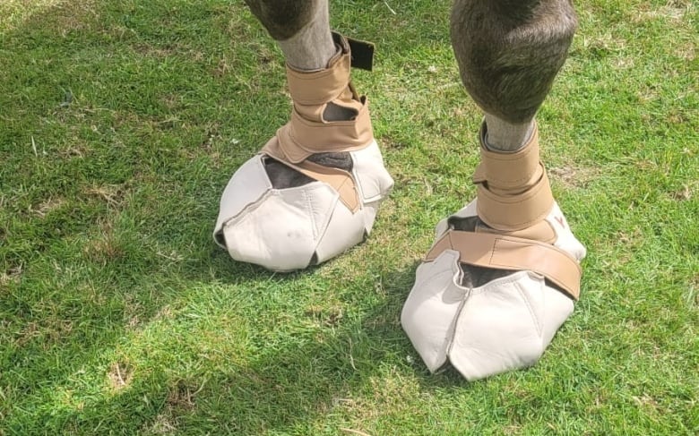 Custom camel shoes made out of leather and surgical memory foam.