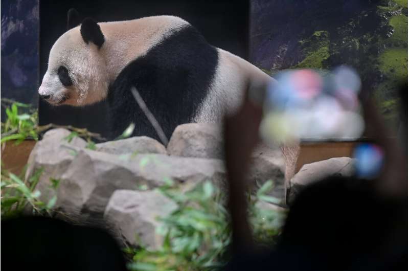 Sporting T-shirts, hats and sun umbrellas featuring the black and white bears, visitors shed tears, took selfies and eagerly waved at Ri Ri and Shin Shin