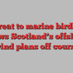 Threat to marine birdlife blows Scotland’s offshore wind plans off course