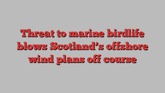 Threat to marine birdlife blows Scotland’s offshore wind plans off course