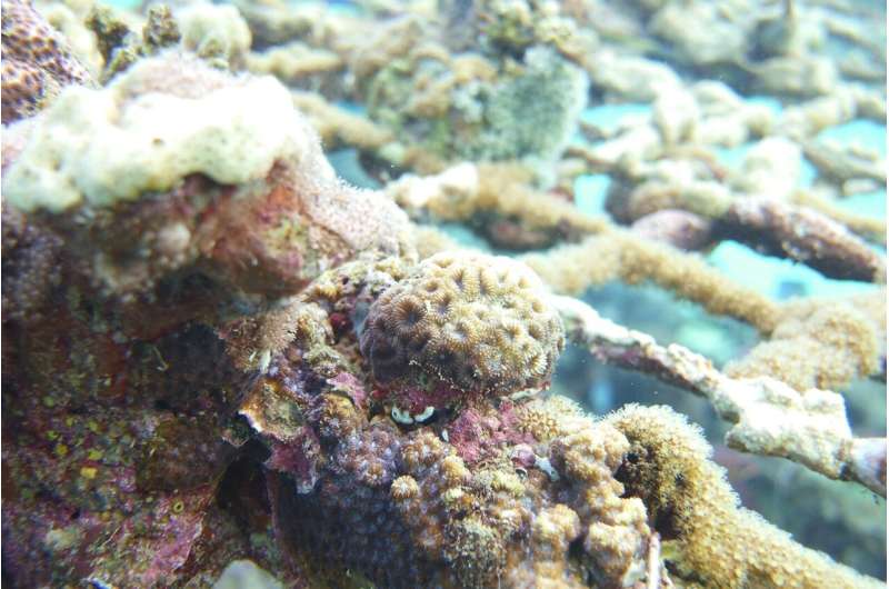 10 different pharmaceuticals detected in corals in the Gulf of Eilat