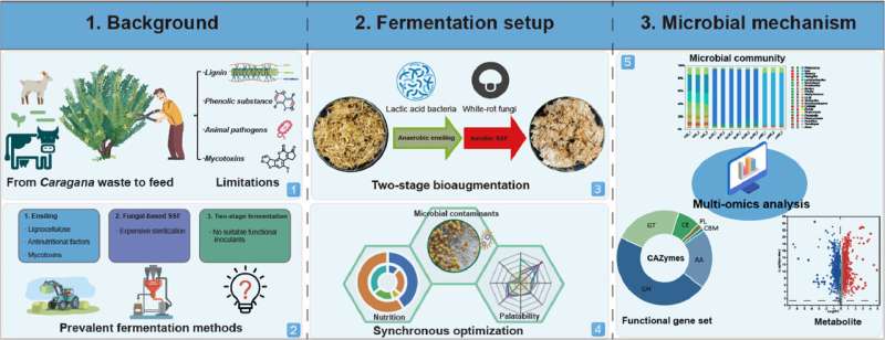 Transforming caragana waste into nutritious ruminant feed: A scientific breakthrough