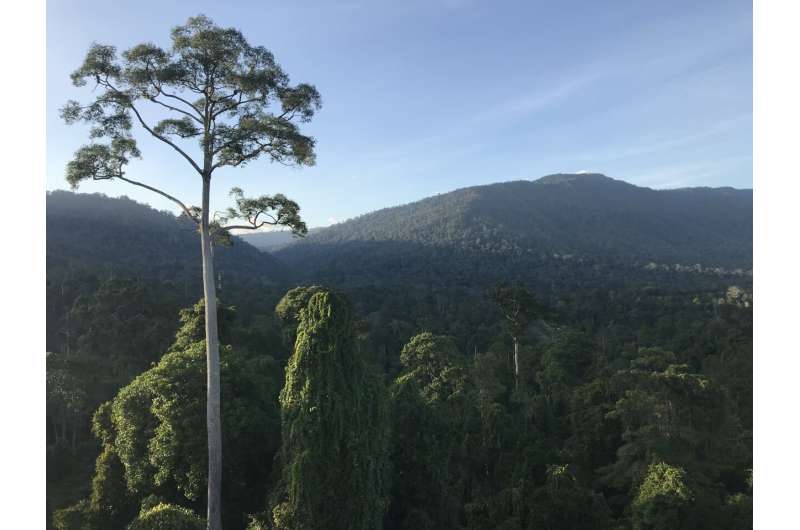 Trees in tropical logged forests release carbon at greater rate despite faster growth, study finds