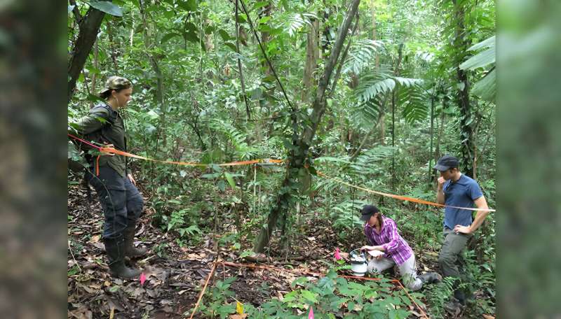 Tropical forests feel the burn of climate change