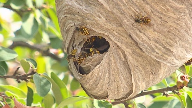 A yellowjacket wasp nest hangs under a tree