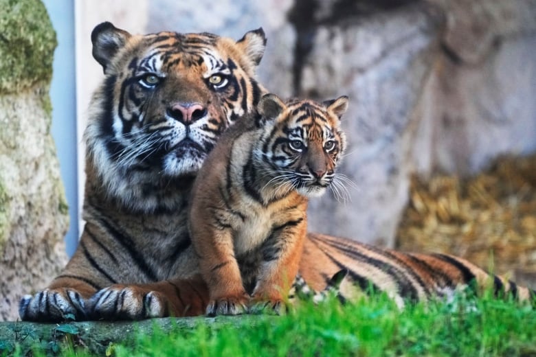 An adult and baby tiger in a zoo