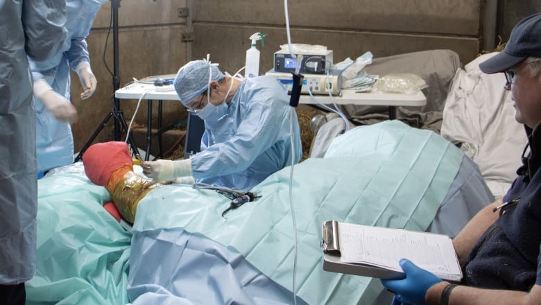 A man in a hospital smock, mask and hat performs an operation on a rhino in a paddock, surrounded by medical equipment and other people in medical gear. The animal is covered with hospital blankets, only its bandaged and yellowish looking leg i visible.