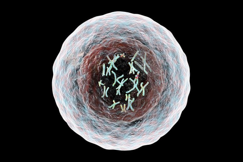 Human Cell With Chromosomes