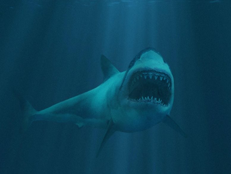 Open Mouth Great White Shark