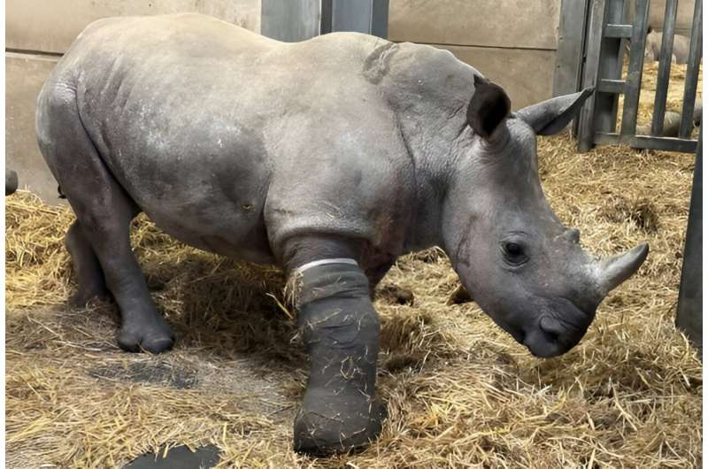 World first medical procedure to heal 800 kg rhino's broken leg