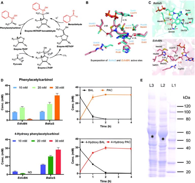 Advancing synthetic Ephedra-type alkaloids with a two-step enzymatic approach