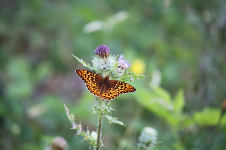 At-risk butterflies more likely to survive with human help