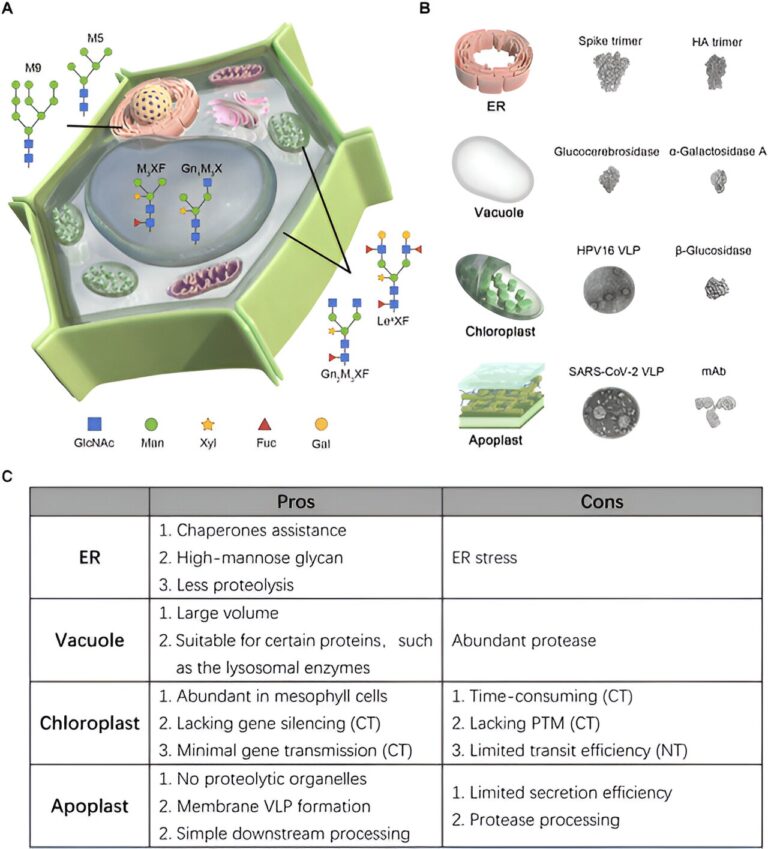 Strategies for maximizing recombinant protein production in tobacco plants