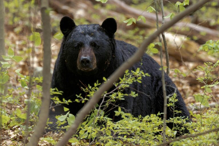 Bears have learned to open doors in California town