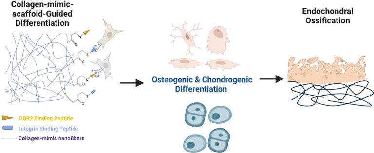 Nanofibrous scaffolds to activate two main collagen receptors in bone cells