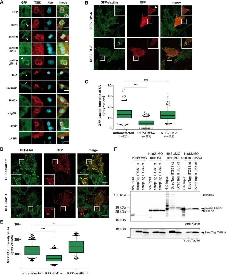 Cohesion at the cellular level is flexible yet stable, study shows