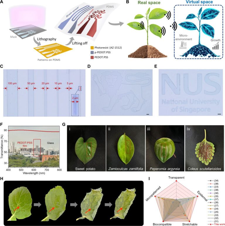 Plant e-skin enables continuous, non-invasive monitoring for precision farming