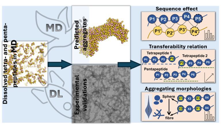 Exploring peptide clumping for improved drug and material solutions