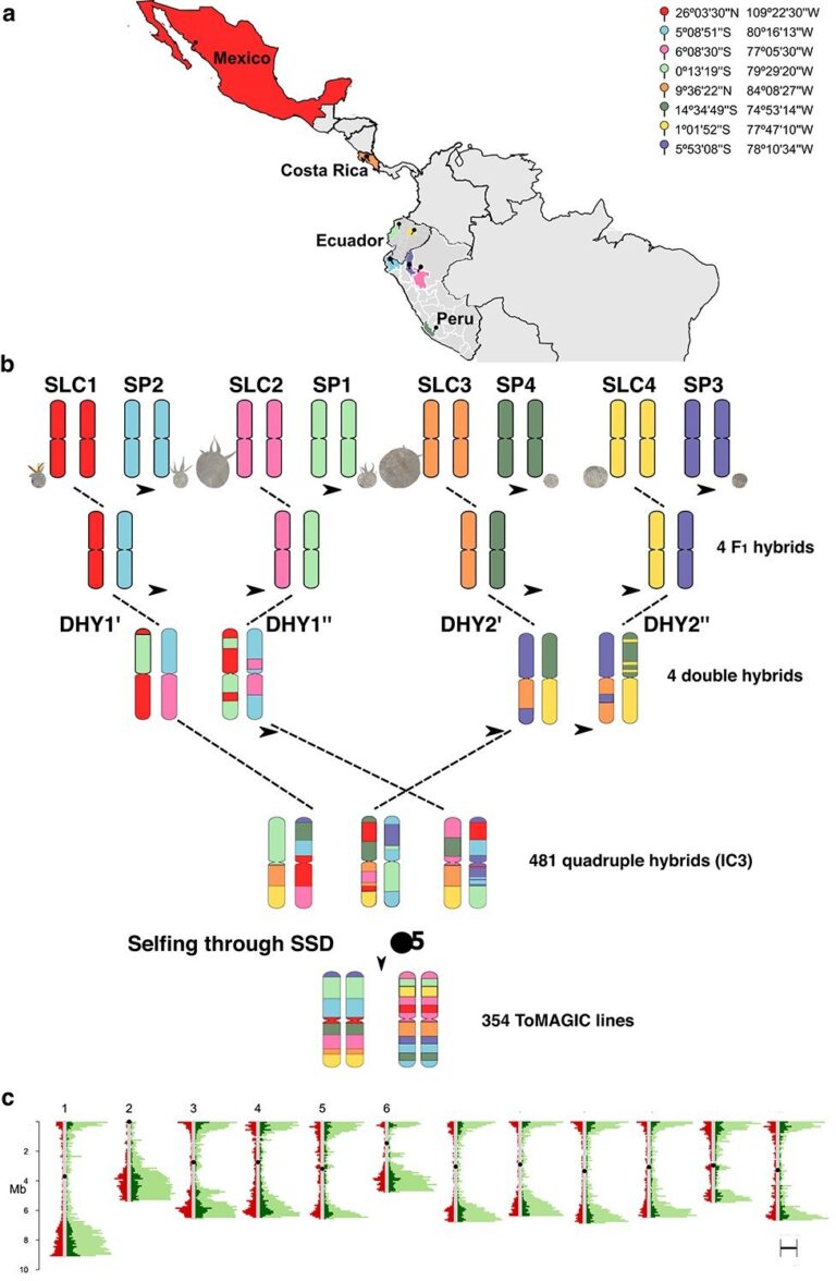 From wild relatives to super tomatoes: Unearthing new genetic potential