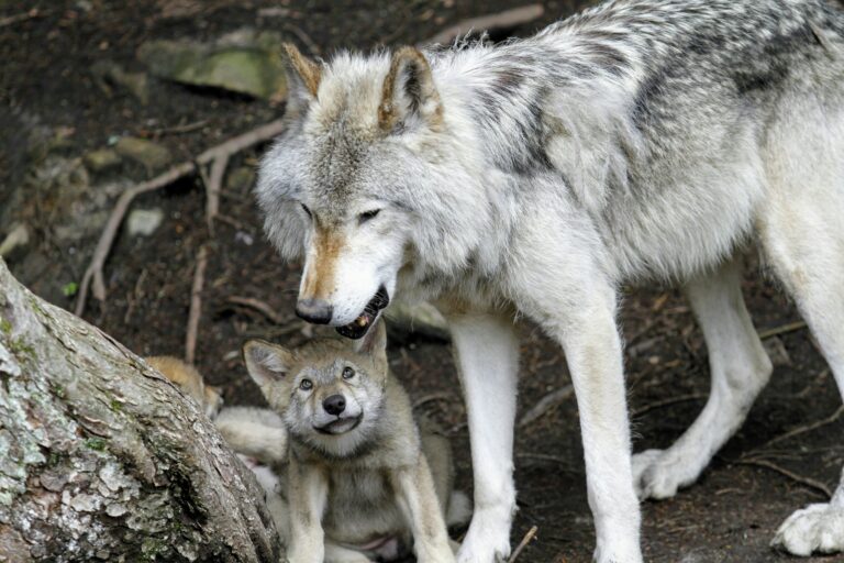 Endangered species rebounds in California a century after being wiped out