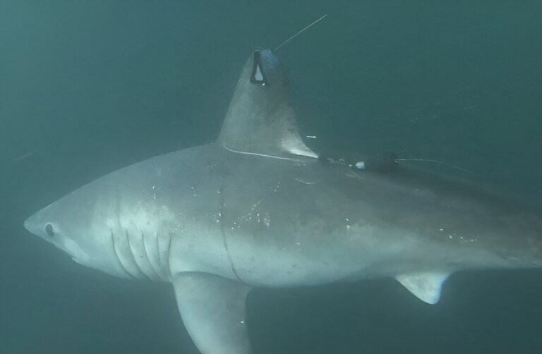 Large sharks may be hunting each other—and scientists know because of a swallowed tracking tag