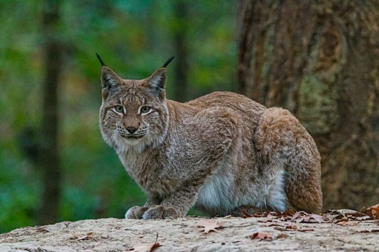 Ancient DNA helps uncover the Iberian lynx’s potential secret weapon against extinction