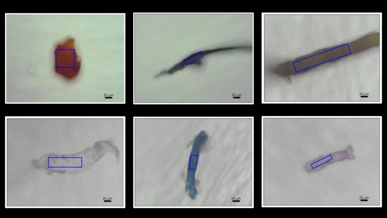 New detection technique finds microplastics in coral skeletons