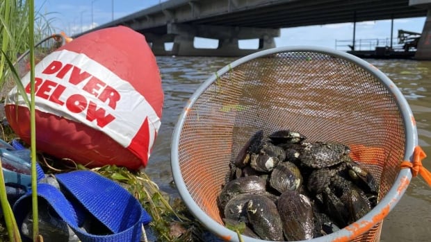 33,000 mussels were carefully moved by hand from site of Montreal’s new Île-aux-Tourtes Bridge