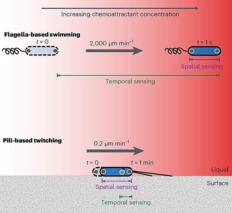 New discovery of how bacteria navigate their environment could change how we treat infection