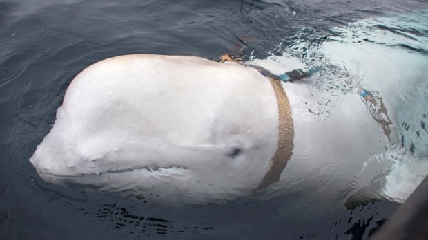 Russian ‘spy whale’ Hvaldimir found dead near Norway