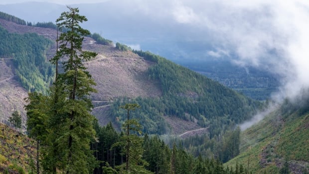 Logging is the 3rd highest emitter in Canada. It should be measured that way, a new report says