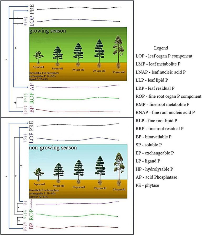 Study elucidates a mechanism for phosphorus cycling in subtropical forests