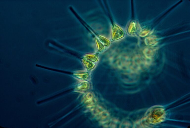 Plankton mark seasons in the sea, just like leaves and flowers on land