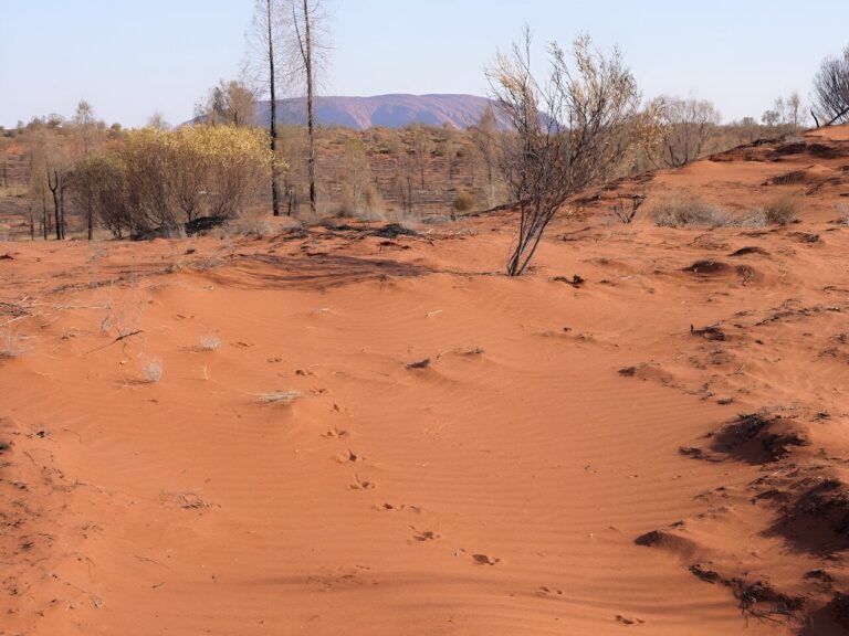 Reading desert sands—Indigenous wildlife tracking skills underpin vast monitoring project