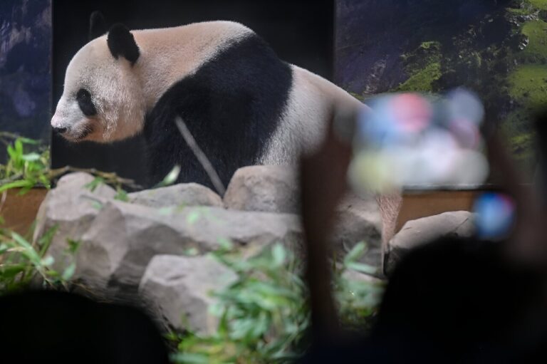 Thousands bid farewell to Tokyo zoo pandas before return to China