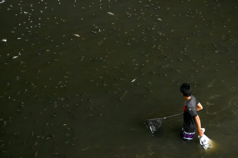 Thailand nets 1.3 million kilograms of invasive fish