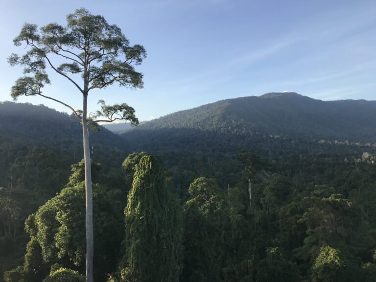 Trees in tropical logged forests release carbon at greater rate despite faster growth, study finds