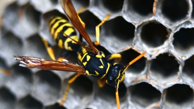 Feeling swarmed? Wasp experts explain what’s with all the buzz this year