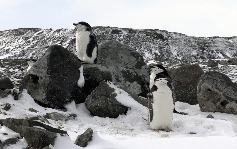 Penguins on King George Island