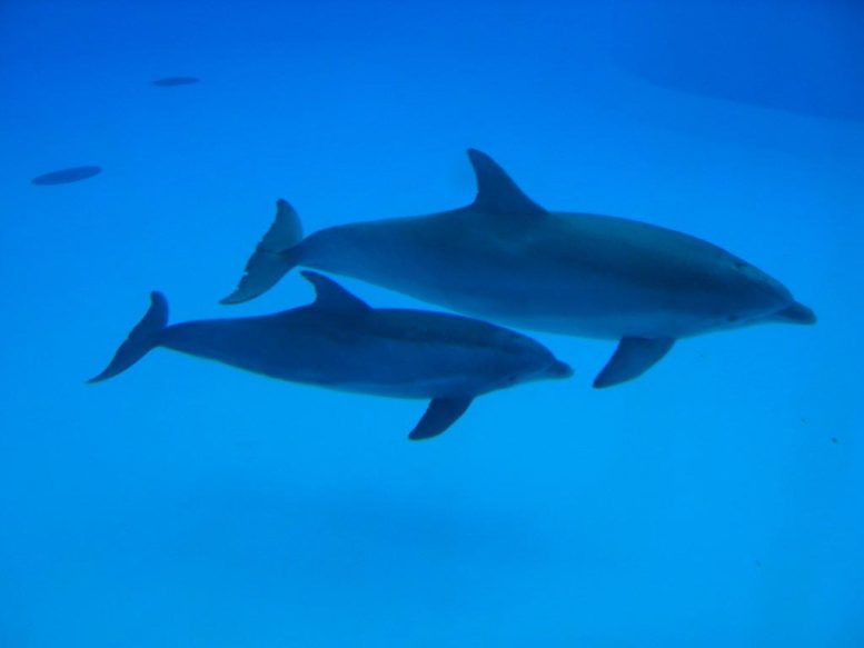 Pair of Dolphins Swimming