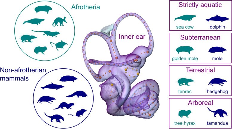 Comparison of Mammal Inner Ear Shapes