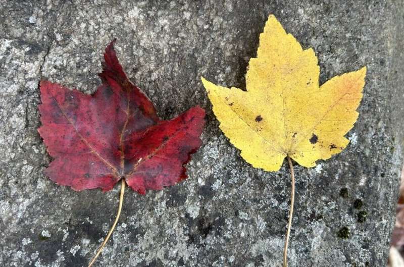 Color, color everywhere - Mother Nature shares a mosaic of bright colors this fall