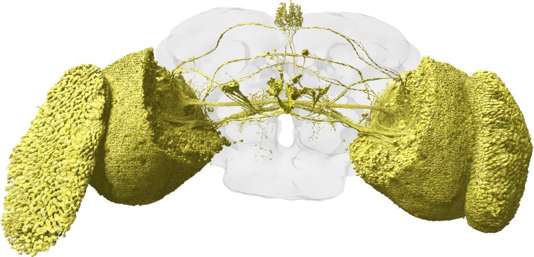 Fly’s Visual System 3D Rendering