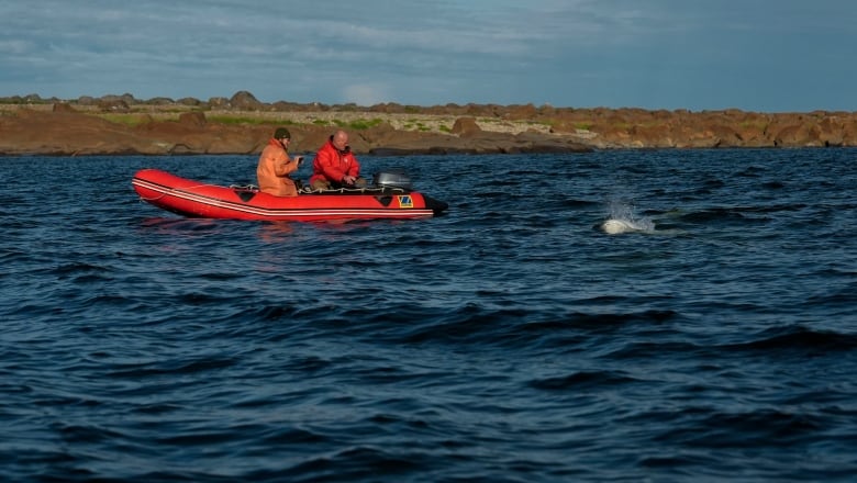 A beluga whale surfaces near a small boat with two people aboard.