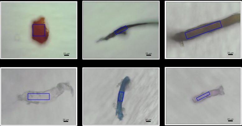 Samples of Microplastics Found in Coral