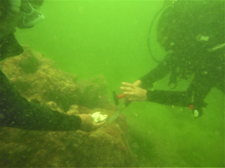 Coral Sampling