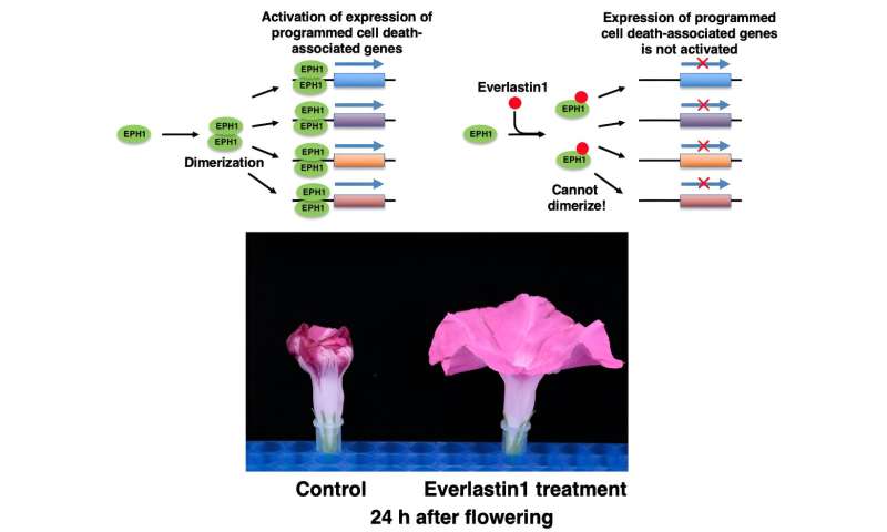 Identification of Compounds extending the longevity of Japanese morning glory flowers