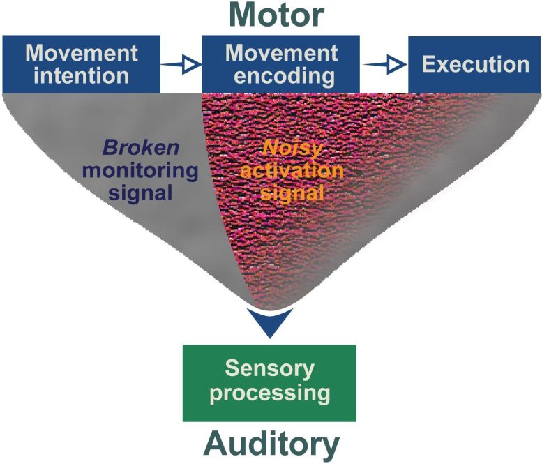 Cognitive Neural Mechanism of Auditory Hallucinations