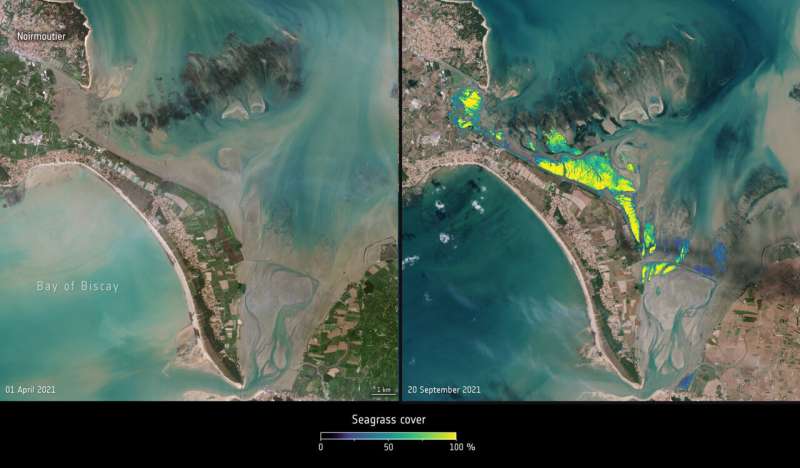 Sentinel-2 unveils the seasonal rhythm of intertidal seagrass